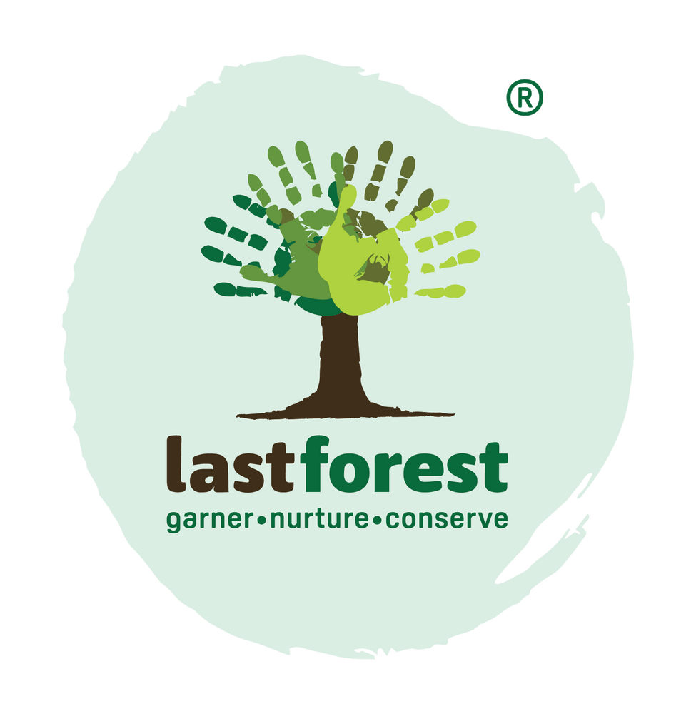 Last Forest